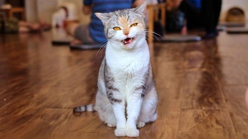 Cat sitting on hardwood floor