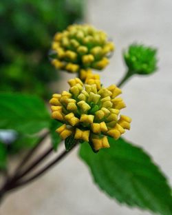 Close-up of yellow flower