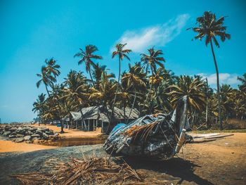 Palm trees on beach against sky