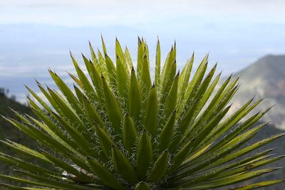 Close-up of succulent plant