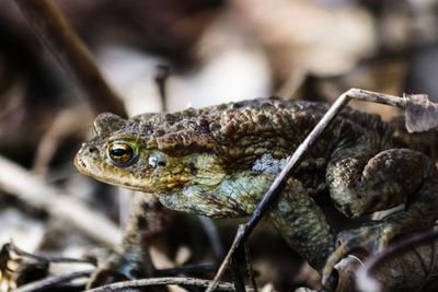 Close-up of toad