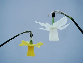 Low angle view of yellow and white daffodils against clear sky
