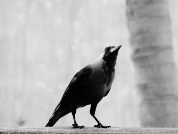 Close-up of bird perching on a wall