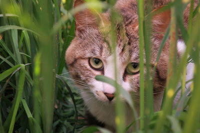 Portrait of cat in grass