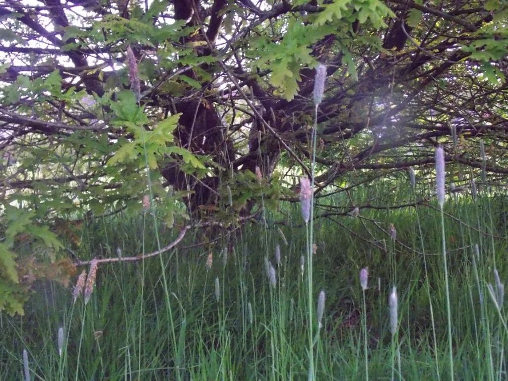 Long grass under tree