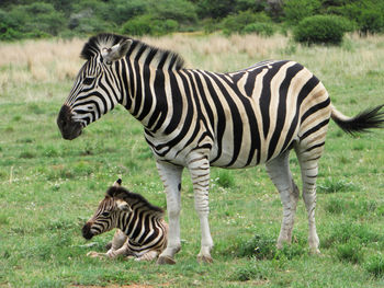 Zebra standing on grass