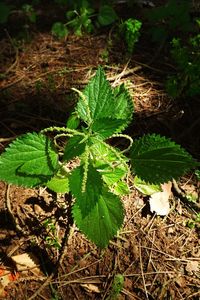 Close-up of plant growing on field