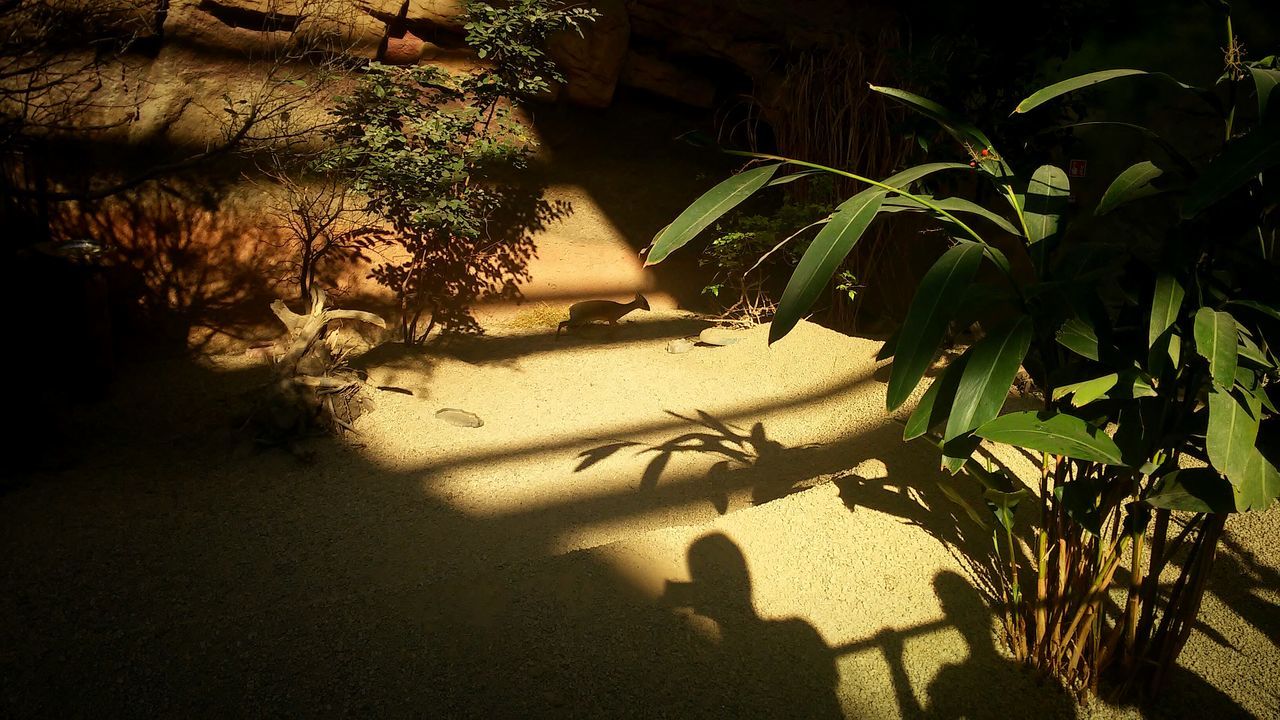 plant, leaf, shadow, sunlight, growth, nature, tranquility, outdoors, footpath, remote, growing, beauty in nature, no people, green color, scenics, plant life, solitude