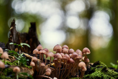 Close-up of mushrooms