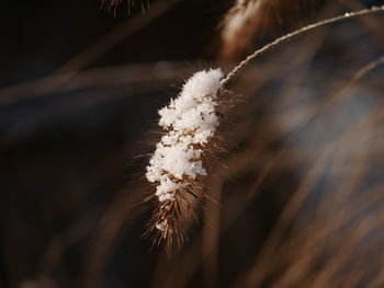 Close-up of white dandelion flower