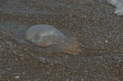 High angle view of shell on beach