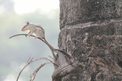 Low angle view of bird perching on tree