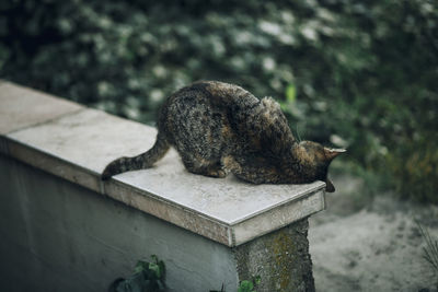 Close-up of cat on retaining wall