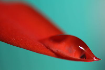 Close up of red leaf