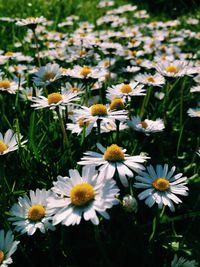 Close-up of white daisy flowers blooming in park