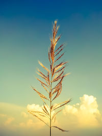 Low angle view of stalks against sky during sunset