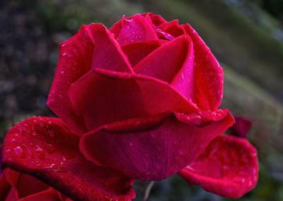 Close-up of wet red rose