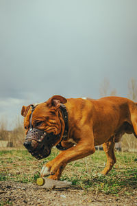 Dog running on field against clear sky