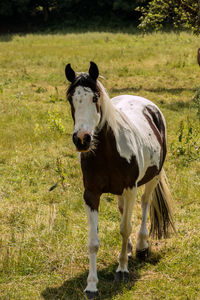 Horse standing in field