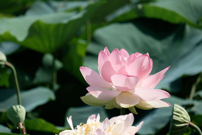 Close-up of pink flowers