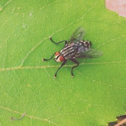 Close-up of insect on leaf