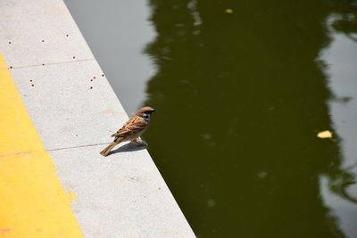 Sparrow nearby water 