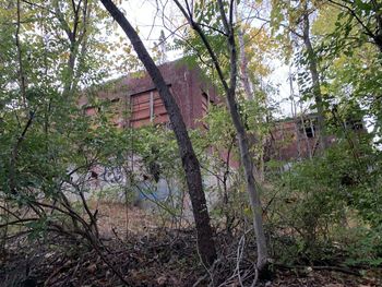 Trees and abandoned house in forest