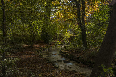 Trees in forest