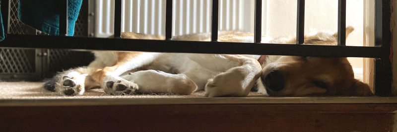 Dog sleeping in window