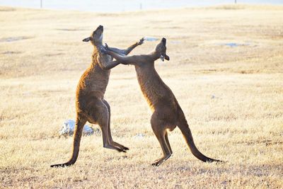 Two kangaroos fighting