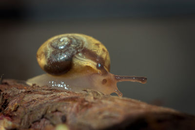 Close-up of snail