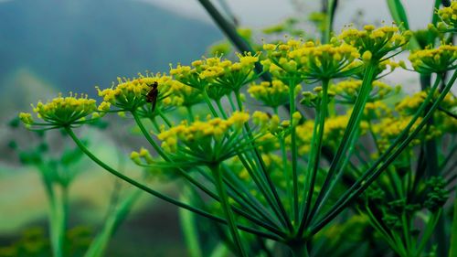 Close-up of yellow flowering plant