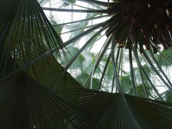 Low angle view of palm trees