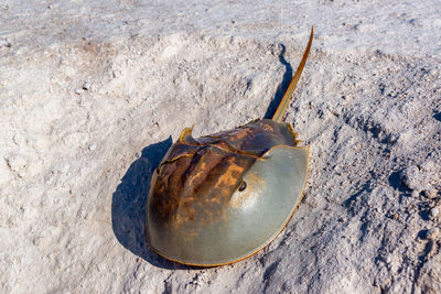 High angle view of horseshoe crab on sand