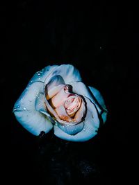 Close-up of rose against black background