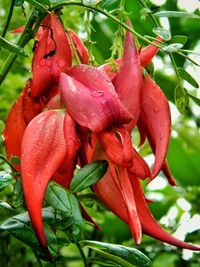 Close-up of red flower