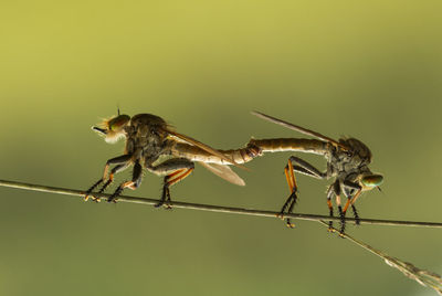 Close-up of insects mating on plant stem