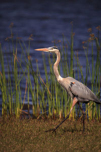 High angle view of gray heron