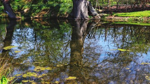 Reflection of trees in lake