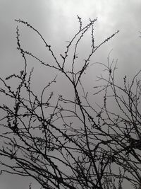 Low angle view of bare trees against sky