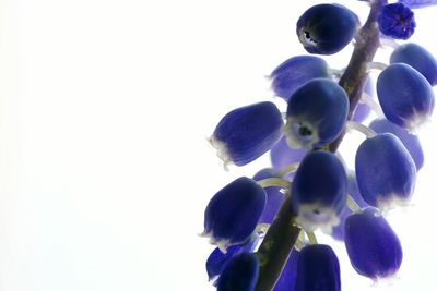 Close-up of purple flowers against white background