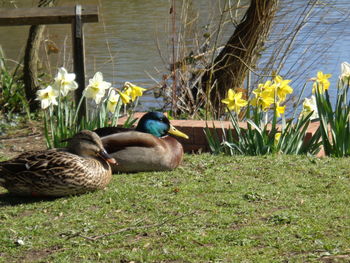 Ducks on grass by lake