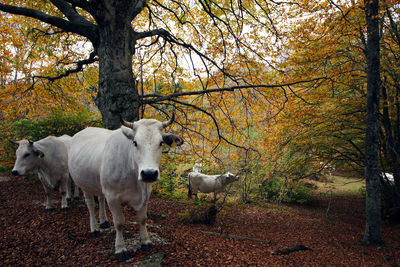 Sheep standing in a forest