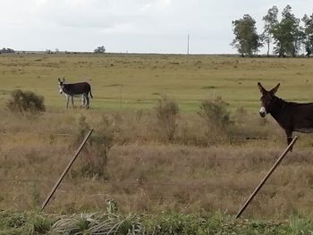 Horses in a field