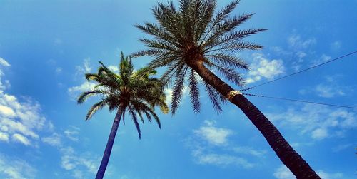 Low angle view of palm tree against sky