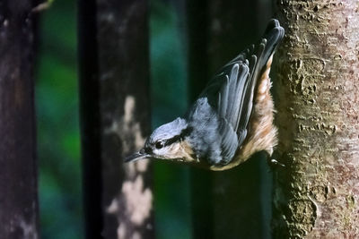 Close-up of bird perching on feeder