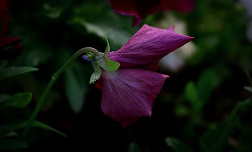 Close-up of purple hibiscus flower