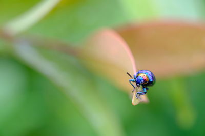 Close-up of ladybug on leaf