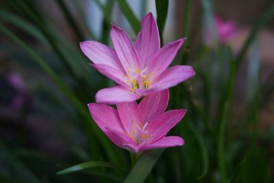 Close-up of pink flowers