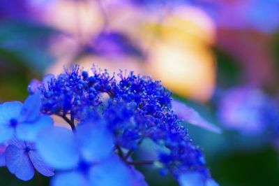 Close-up of purple flowers blooming